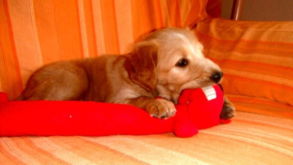 Concursantas Efecto ¡GUAU!... de mascotas