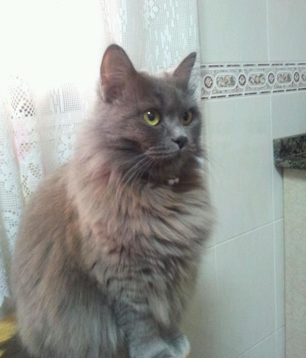 Concursantas Efecto ¡GUAU!... de mascotas