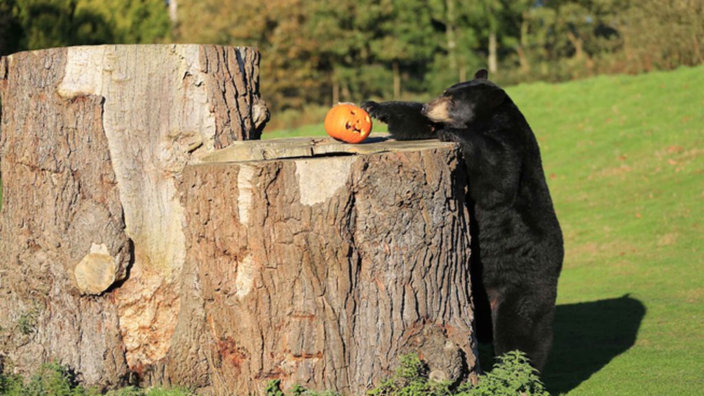 Los animales también disfrutan de Halloween