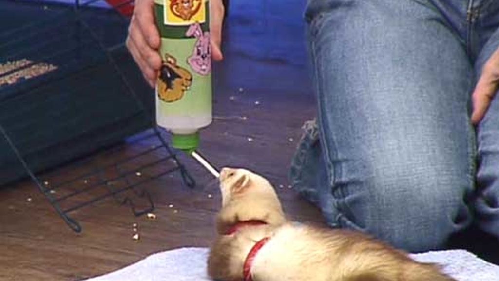 Enamorados de los hurones