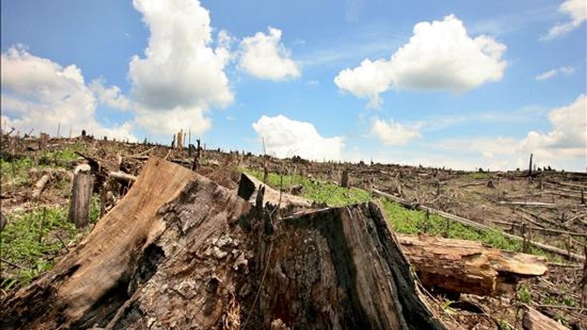 Según Flores, las plantaciones industriales podrían compensar parcialmente la desaparición de bosques naturales en términos de cobertura, de oferta de madera, y de algunos servicios ambientales, pero no en biodiversidad. EFE/Archivo