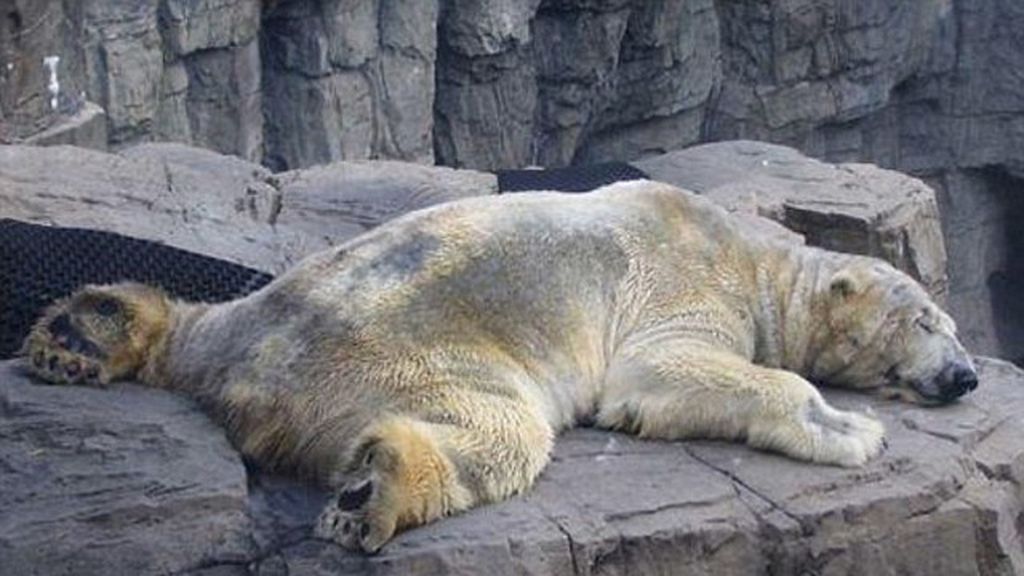 Un oso polar es el animal más triste del mundo
