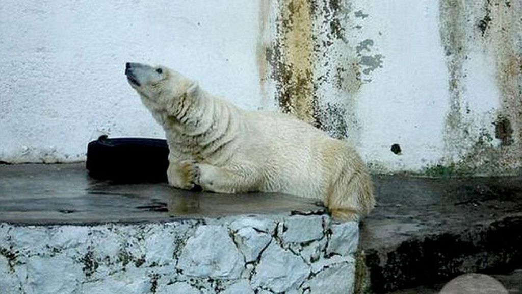 Un oso polar es el animal más triste del mundo