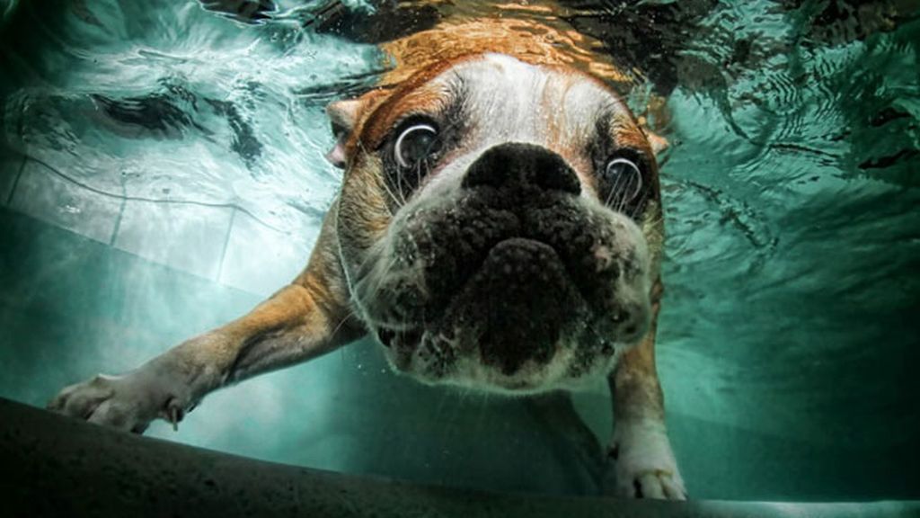 Perros...pasados por agua