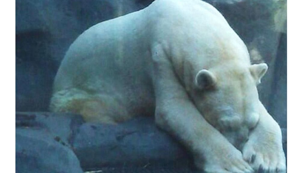 Un oso polar en Argentina se convierte en el animal más triste del mundo