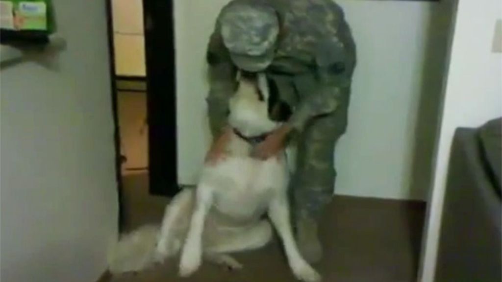 Soldados y perros