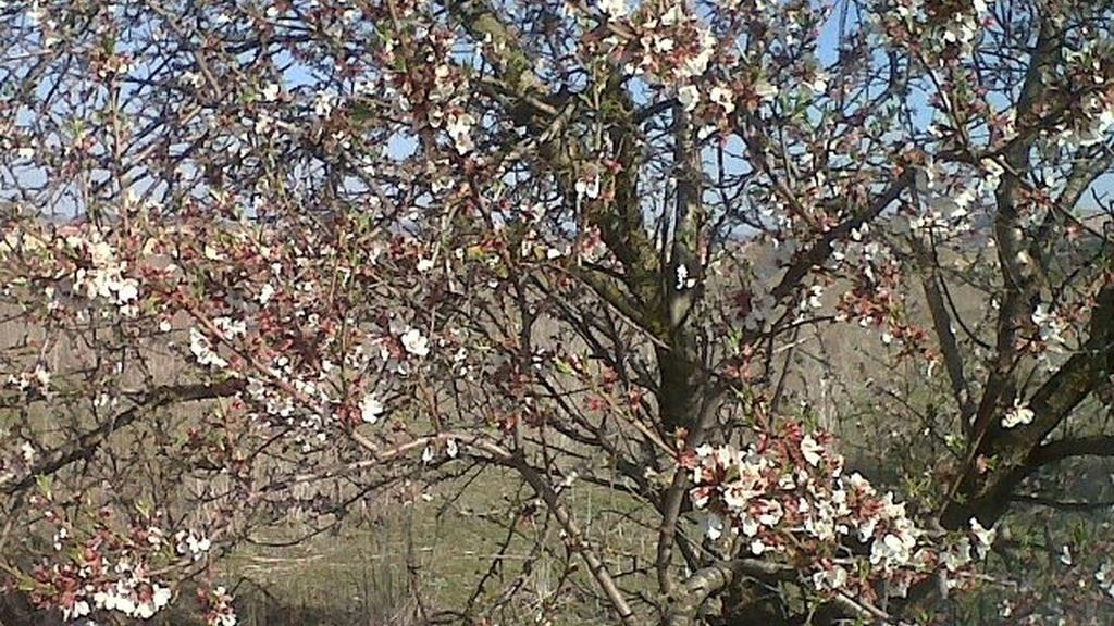 Concursantes Efecto ¡GUAU!... en primavera