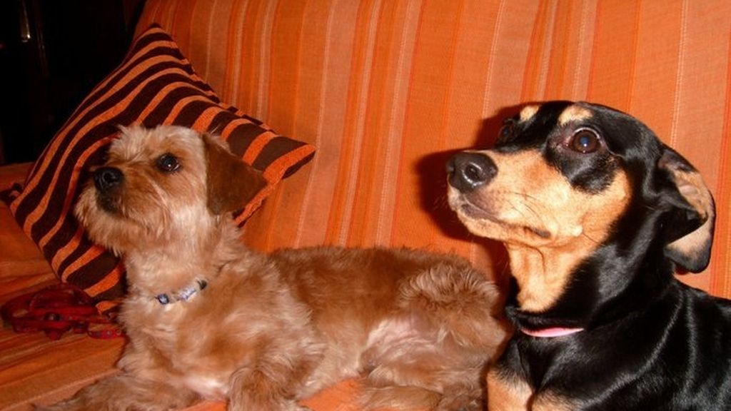 Concursantas Efecto ¡GUAU!... de mascotas