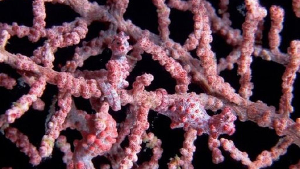 Animales que se esconden