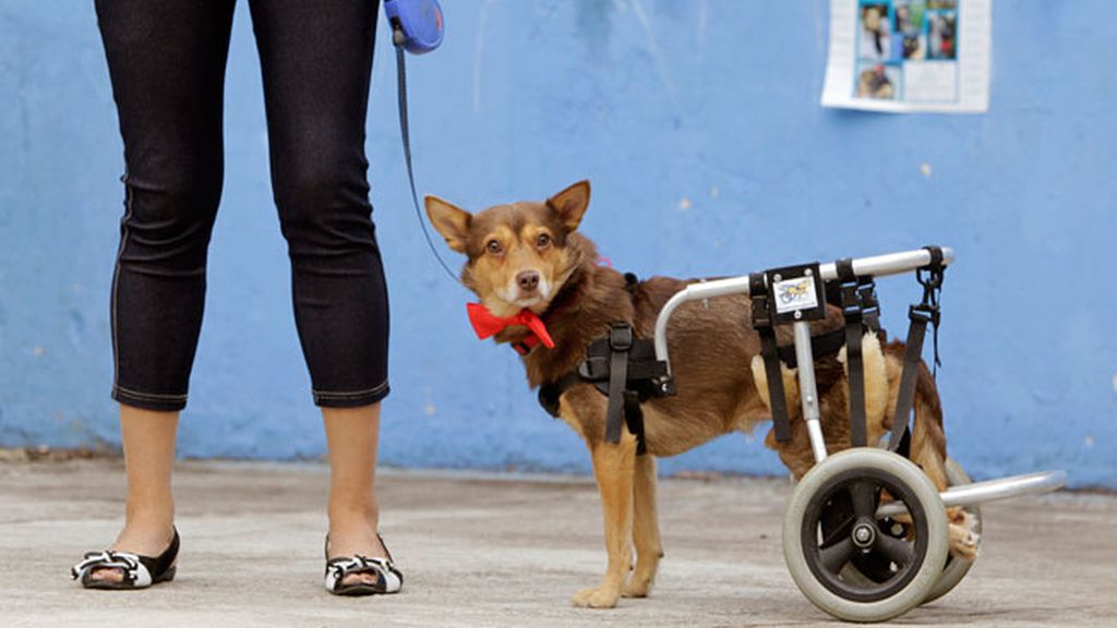 Animales salvados por la ciencia