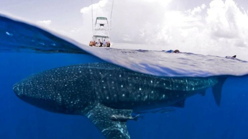 Las ballenas de Shawn Heinrichs sin trampa ni cartón