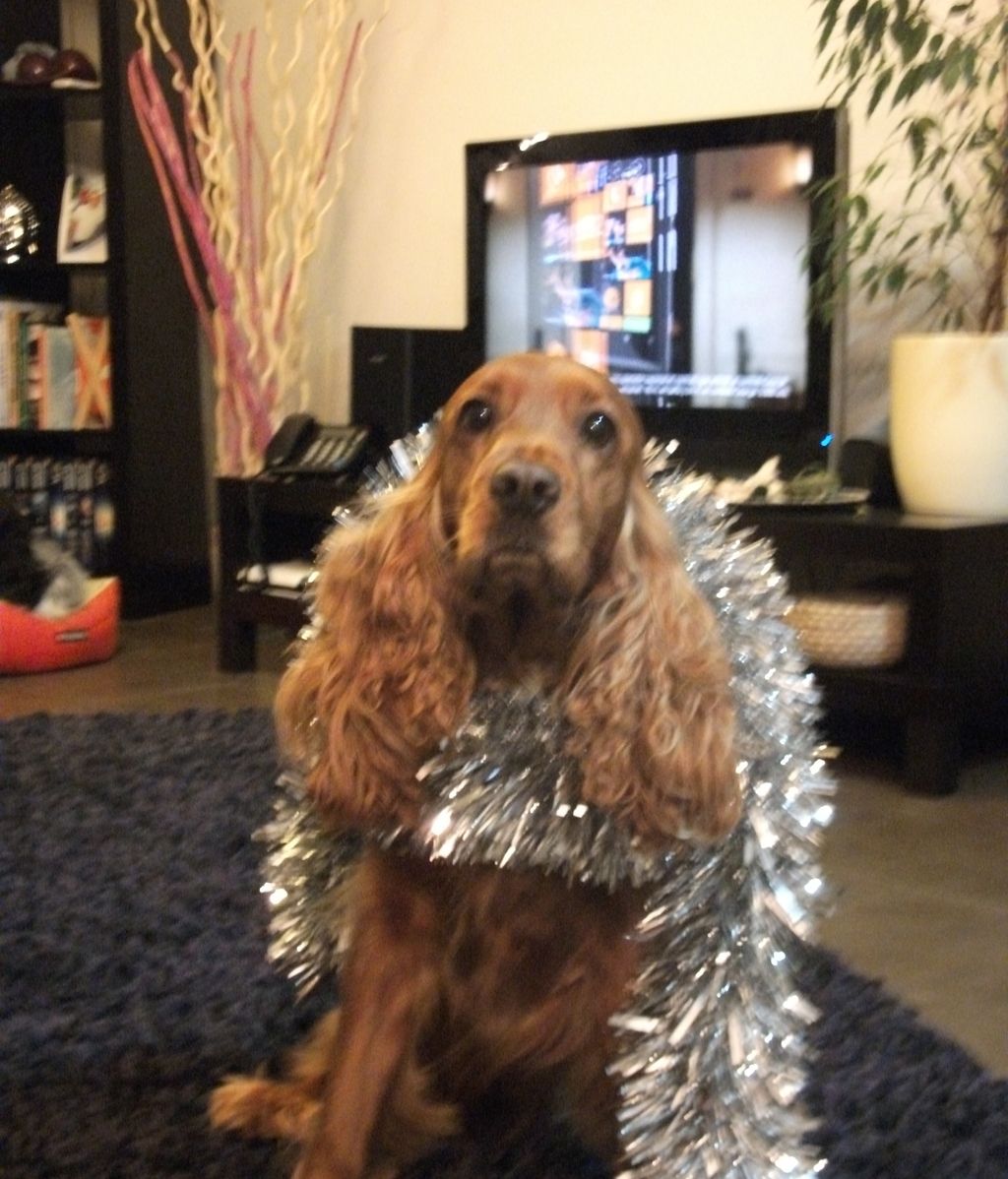 Concursantas Efecto ¡GUAU!... de mascotas