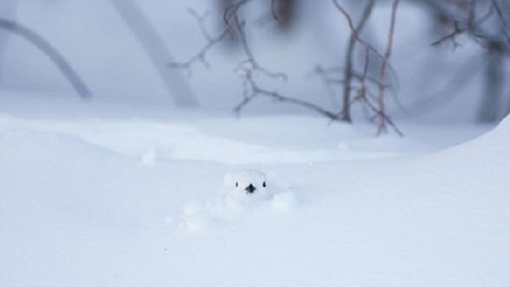 Animales que se esconden