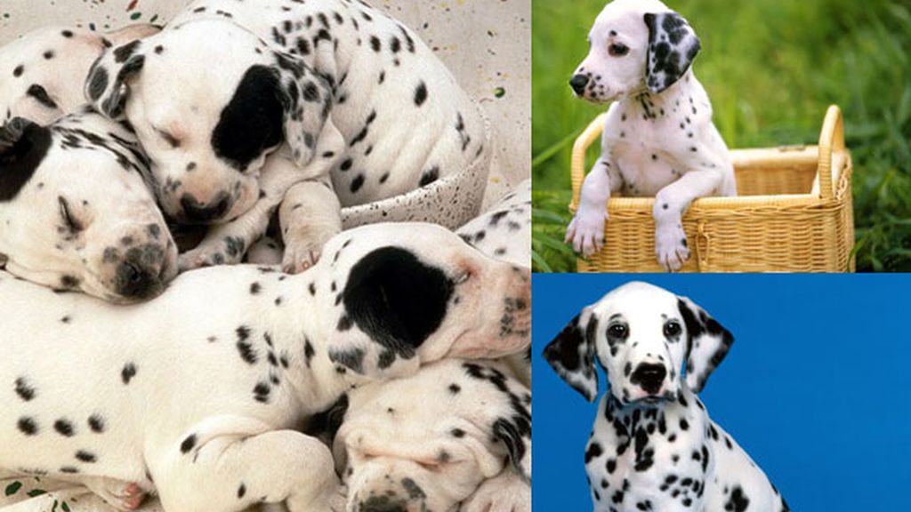 Las razas de perros más bellas del mundo