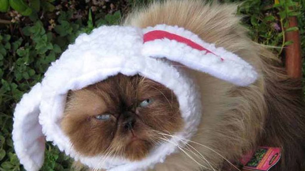 El último maullido en moda felina: Sombreros para gatos