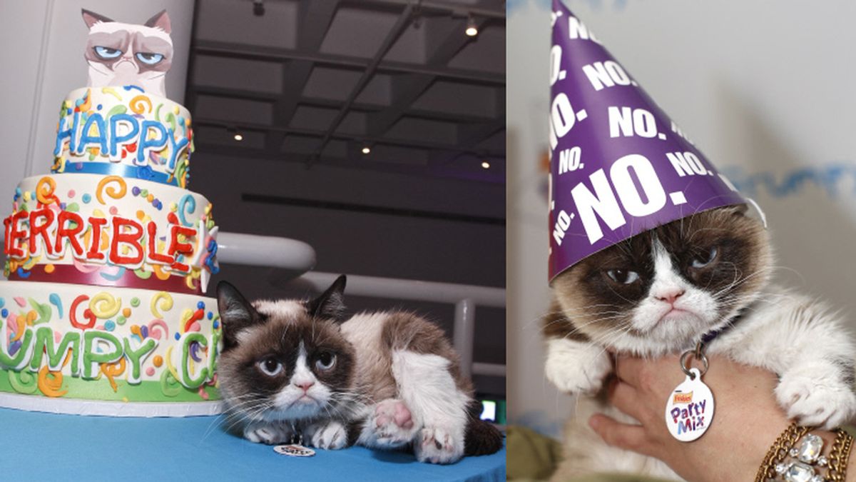 Grumpy, la gata del millón de dólares, celebra su cumpleaños