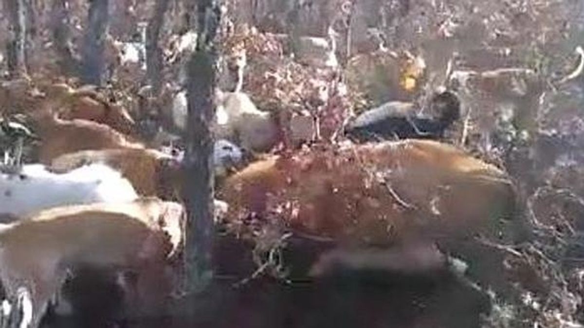 Detienen a una persona por matar a una vaca clavándole repetidamente un puñal