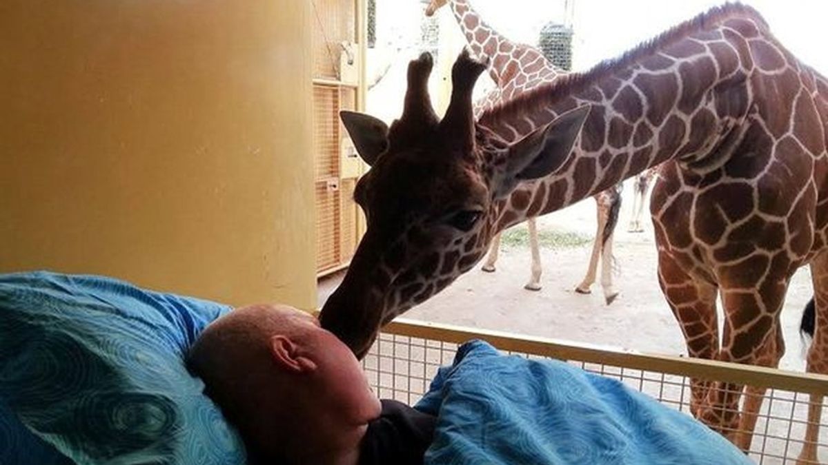 jirafa,cuidador,enfermo de cáncer,zoológico de Holanda