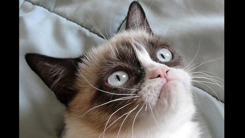 La mirada más aterradora de los gatos