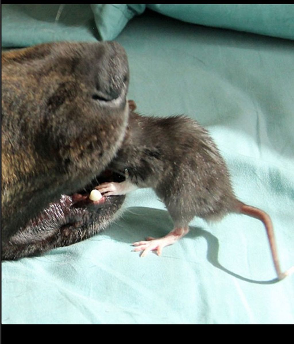 Una rata y un perro, un ejemplo de convivencia