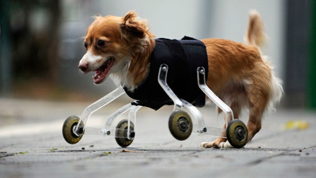 Animales salvados por la ciencia