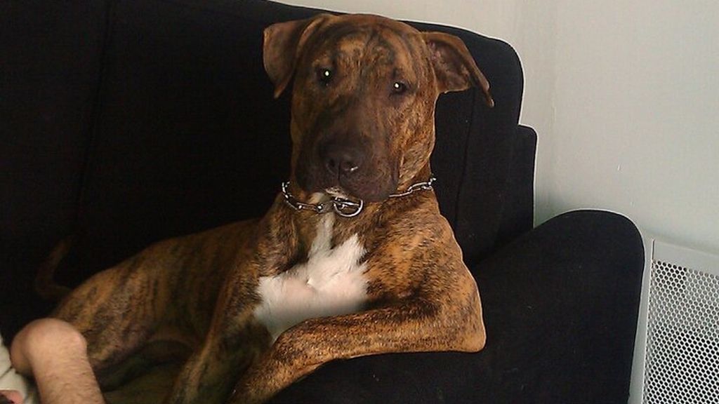 Concursantes Efecto ¡GUAU!... de mascotas