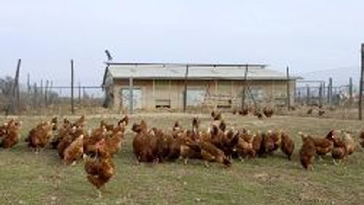 Imagen de una granja de gallinas ponedoras. Foto: archivo