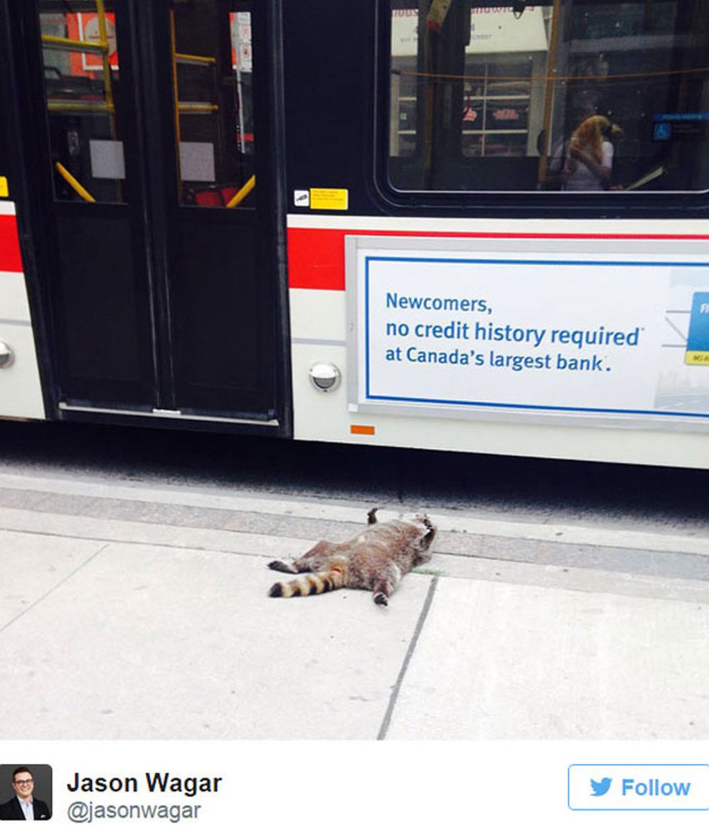 Réquien por un mapache en Toronto