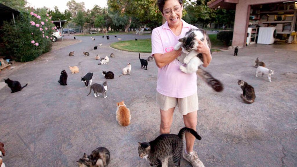 Una mujer vive con 700 gatos