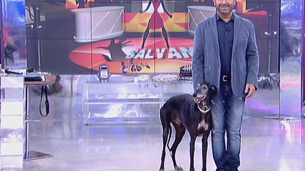 Sálvame denuncia el maltrato a los animales