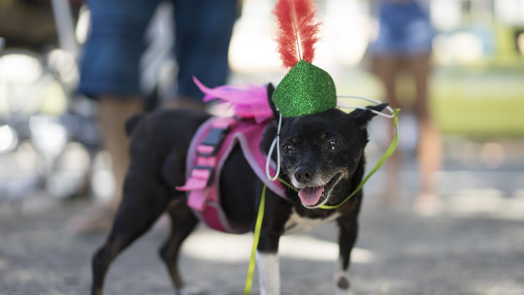 Los perros también son protagonistas en el Carnaval de Río