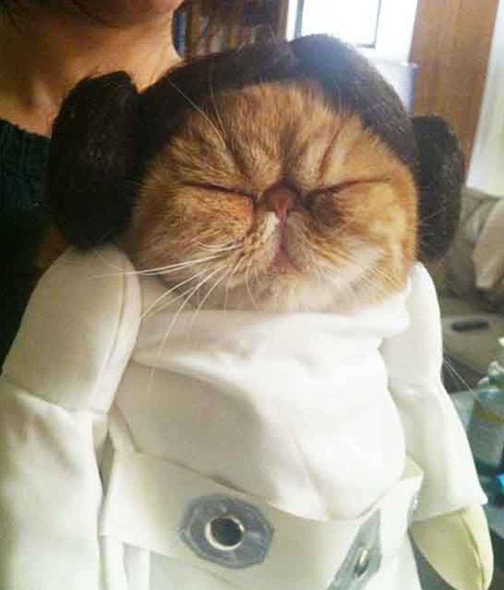 Originales disfraces para las mascotas