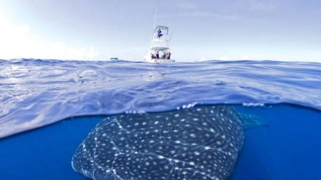 Las ballenas de Shawn Heinrichs sin trampa ni cartón