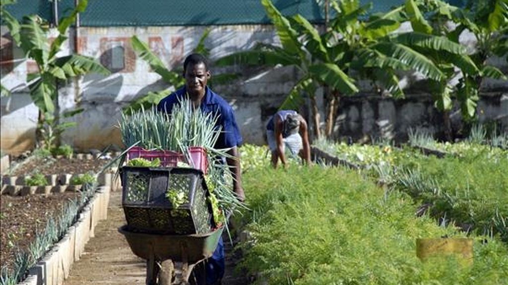 Según datos oficiales, los jóvenes han acaparado la mayor parte de más del millón de hectáreas repartidas desde 2008, cuando el Gobierno cubano aprobó una ley que promueve la entrega de tierras estatales ociosas para su explotación en usufructo. EFE/Archivo Según datos oficiales, los jóvenes han acaparado la mayor parte de más del millón de hectáreas repartidas desde 2008, cuando el Gobierno cubano aprobó una ley que promueve la entrega de tierras estatales ociosas para su explotación en usufructo. EFE/Archivo
