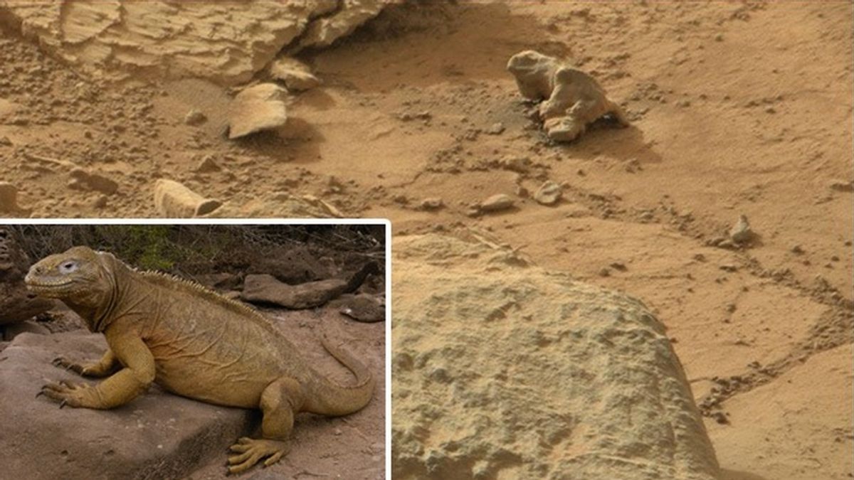 ¿Una iguana en Marte?