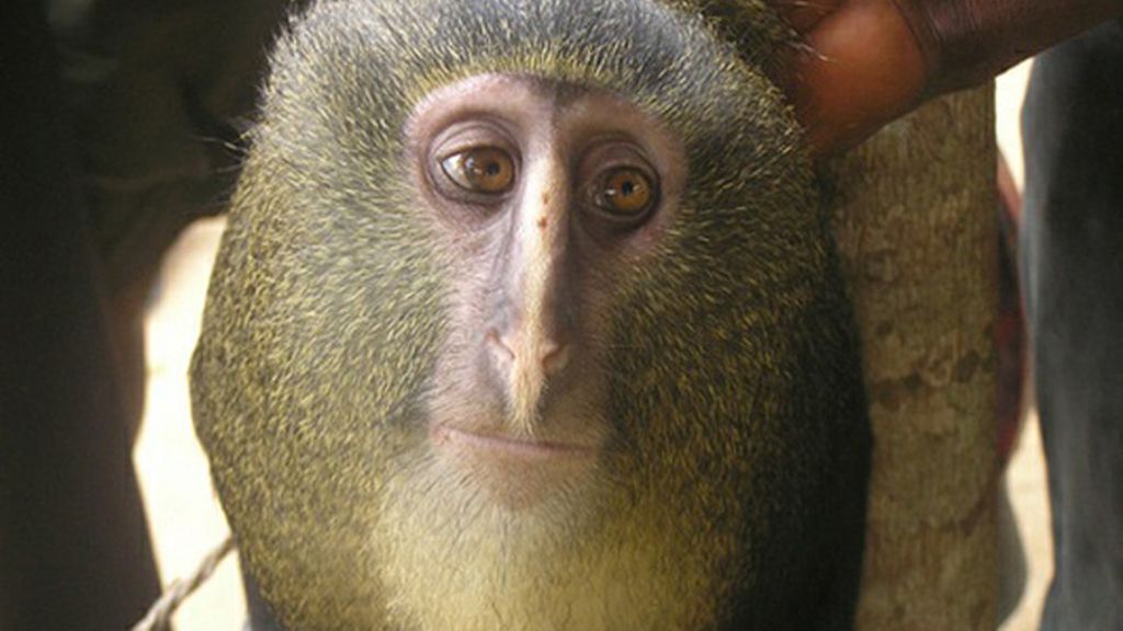 El mono de los genitales azules