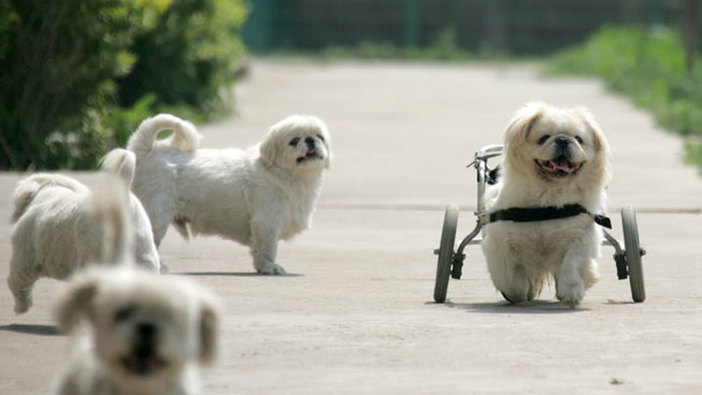 Animales salvados por la ciencia