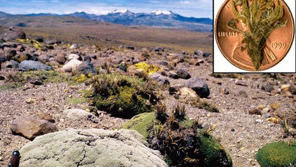 La Viola lilliputana