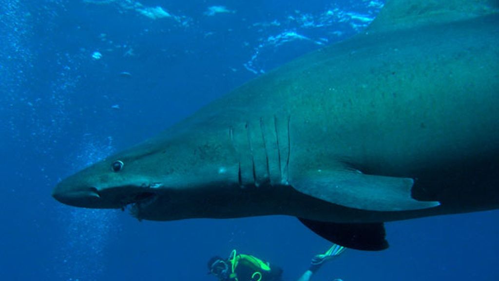 Fotografía submarina en El Hierro