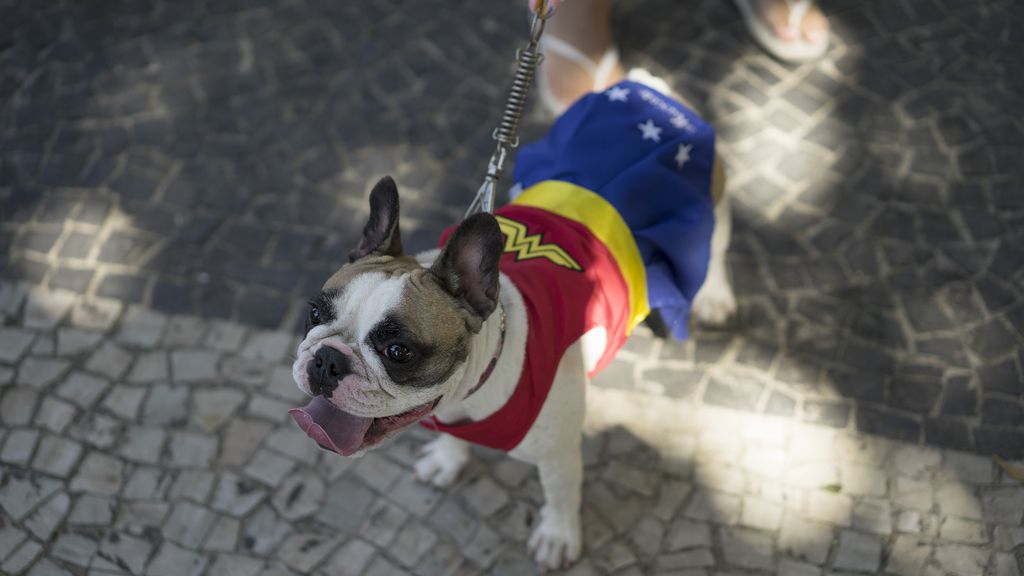 Los perros también son protagonistas en el Carnaval de Río