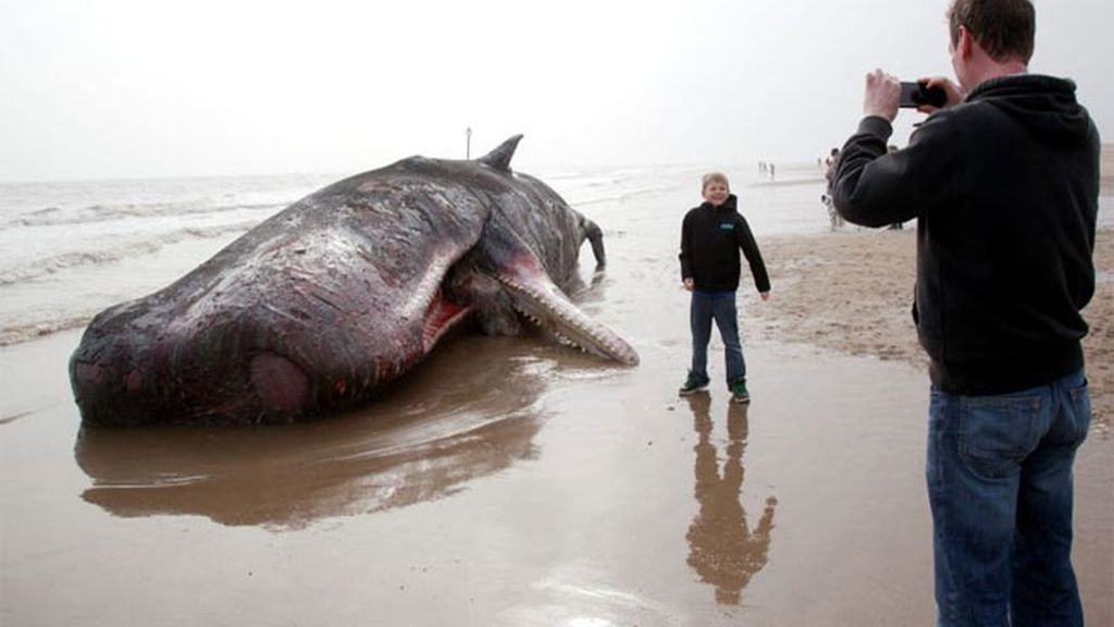 Sorprendente aparición del cadáver de una ballena en Reino Unido