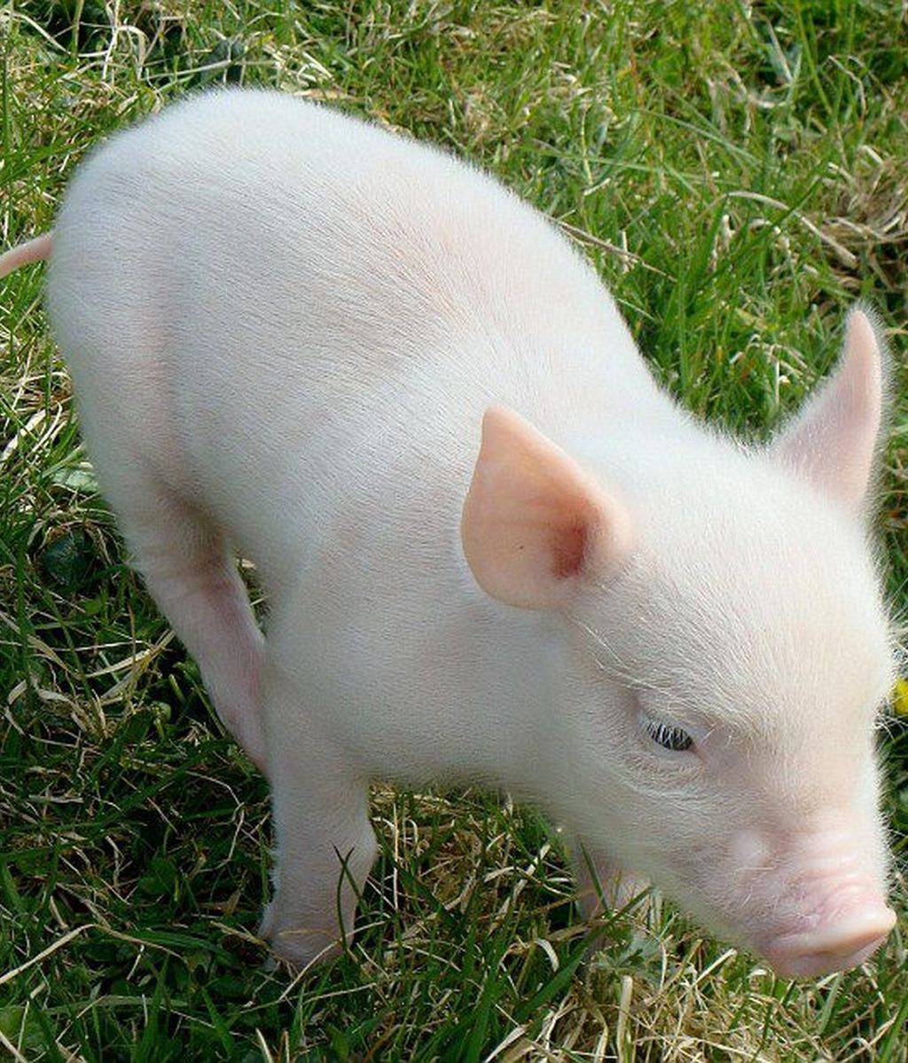 El cerdito que reina en Facebook