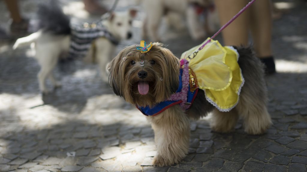 Las mascotas brasileñas también disfrutan de su carnaval