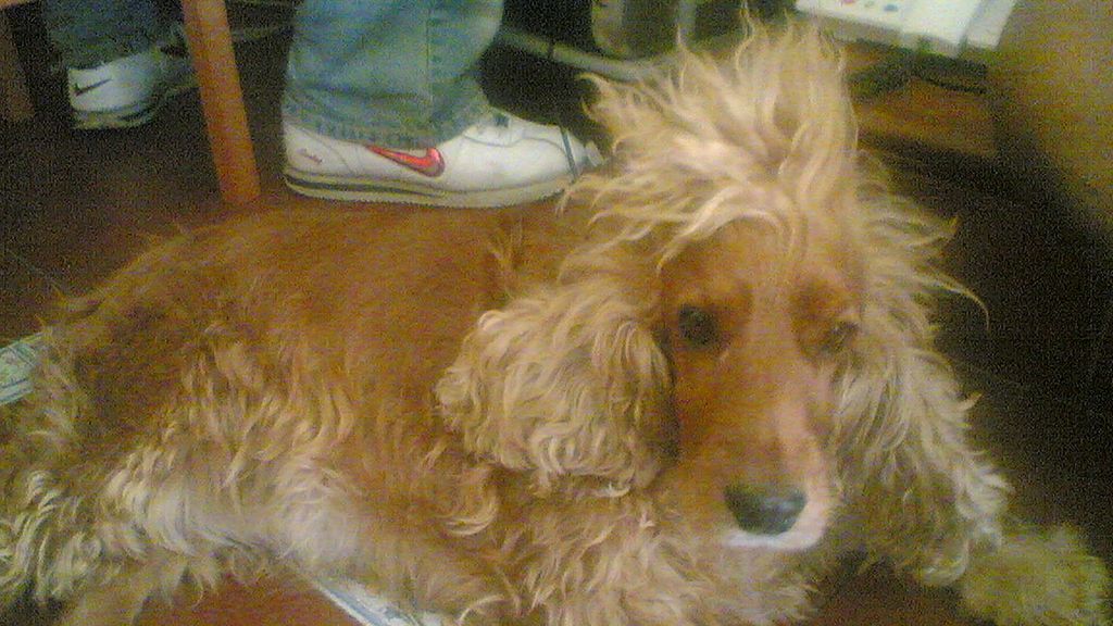 Concursantes Efecto ¡GUAU!... de mascotas
