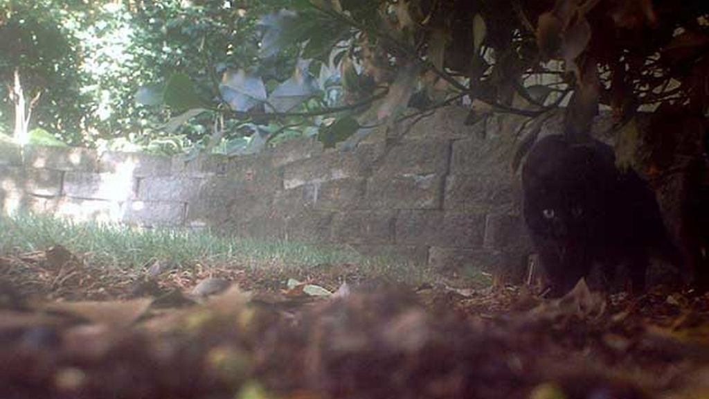 Cooper recibe una visita