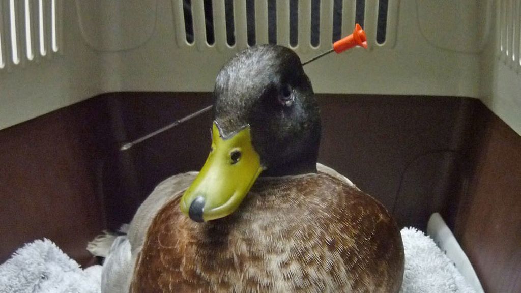 Un pato sobrevive con una flecha de 13 centímetros en el cuello Un pato sobrevive con una flecha de 13 centímetros en el cuello