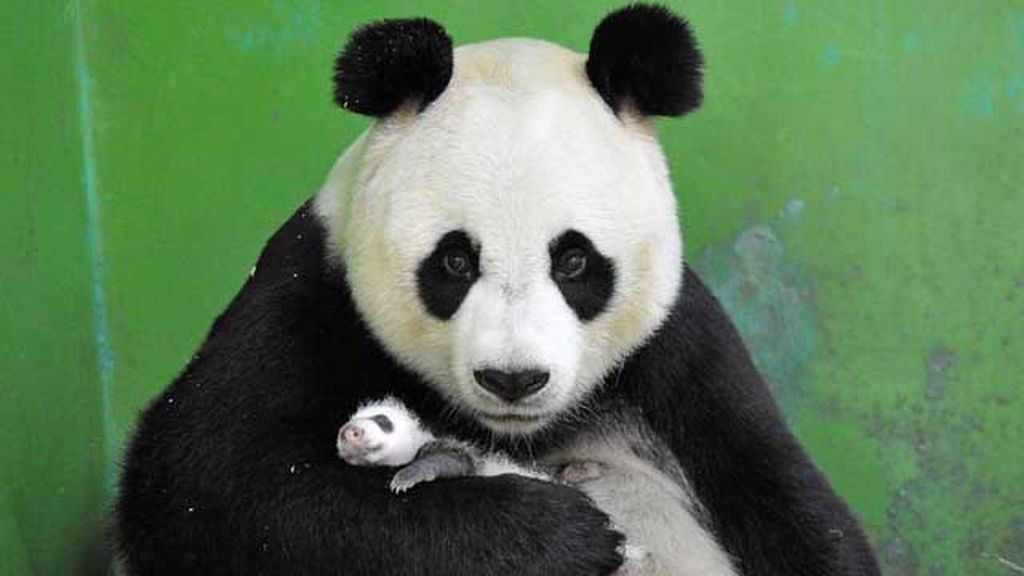 El primer mes de los trillizos de panda