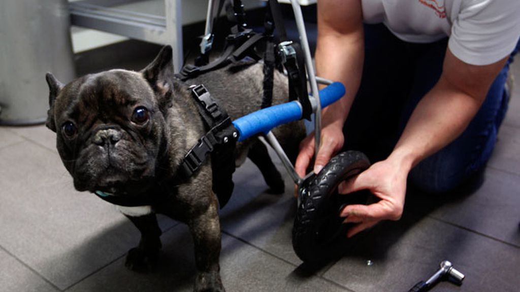 Animales salvados por la ciencia