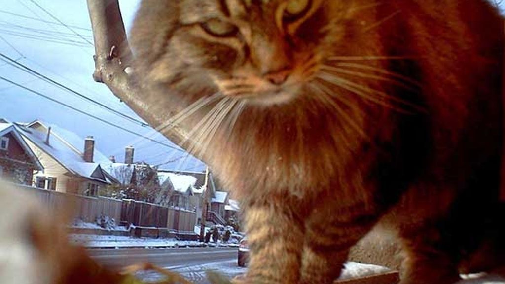 Cooper: el gato con cámara subjetiva propia