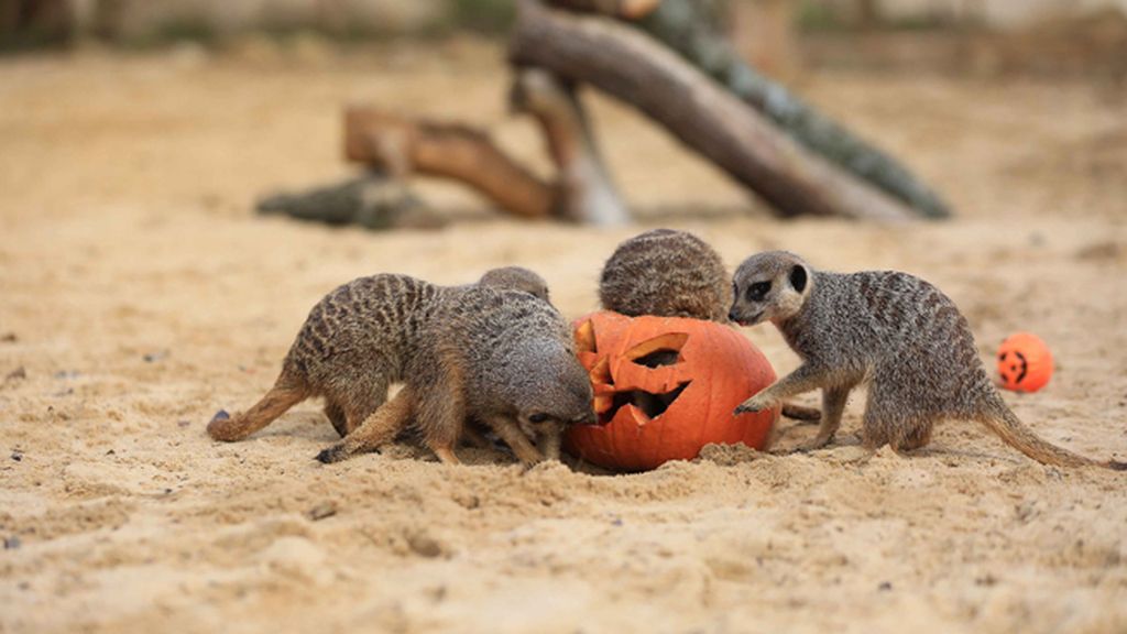 Los animales también disfrutan de Halloween